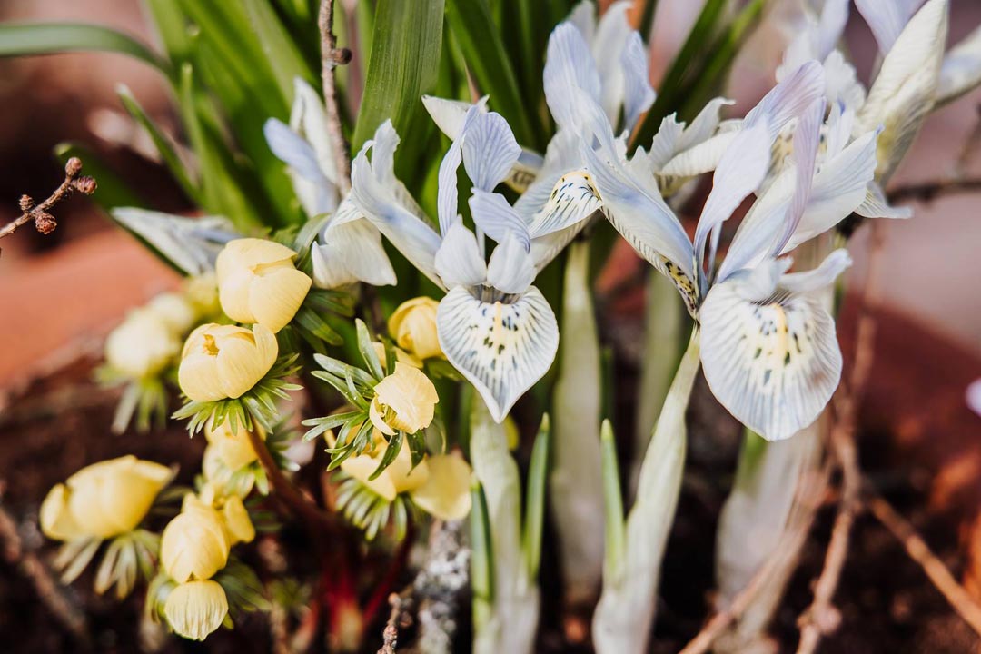 Blumen-Floristik-Gärtnerei Trinkl, Loipersbach: Frühling und Ostern
