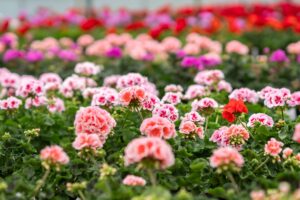 Blumen und Gärtnerei Trinkl, Mattersburg